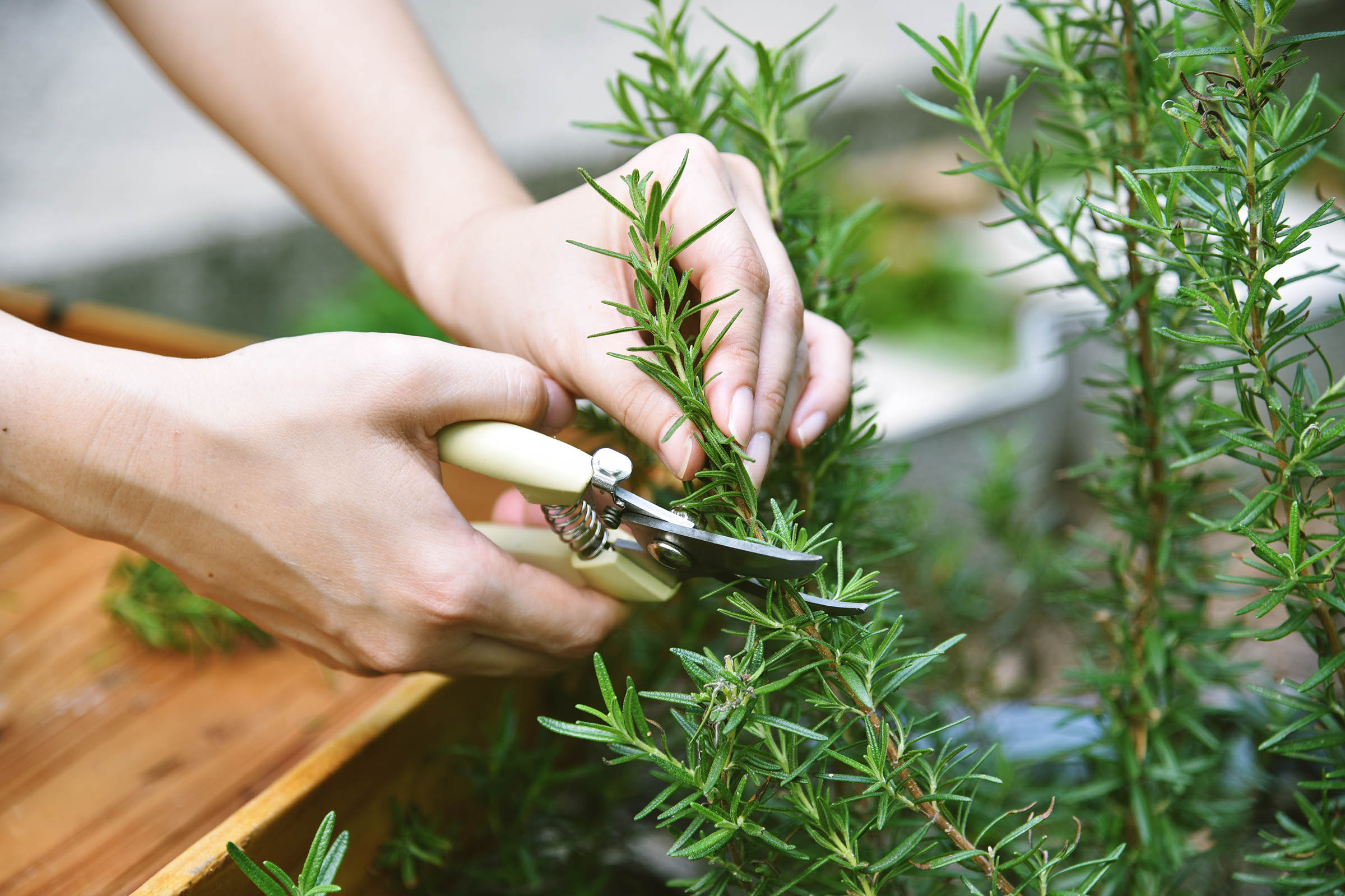 Plants That Help Deter Ticks in Your Landscaping
